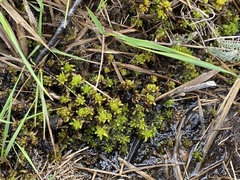 Subsecunda