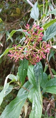 Viburnum urceolatum