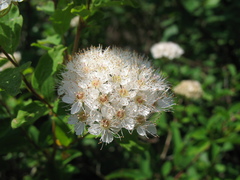 Spiraea flexuosa