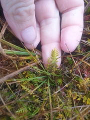 Chaerophyllum colensoi