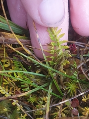 Chaerophyllum colensoi