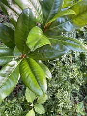 Corynocarpus laevigatus