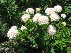 Spiraea flexuosa