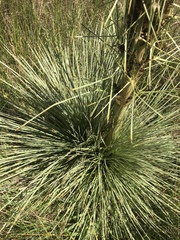 Aciphylla subflabellata