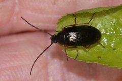 Gonodera luperus