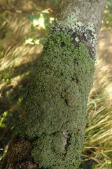 Pannaria allorhiza