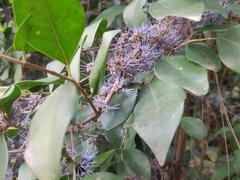 Memecylon umbellatum