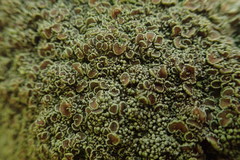 Pannaria allorhiza