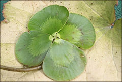 Marsilea mutica