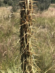 Aciphylla subflabellata