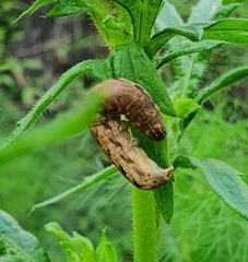Lepidoptera