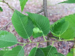 Paracolopha morrisoni