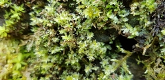 Mnium stellare