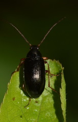 Gonodera luperus