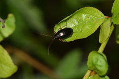 Gonodera luperus