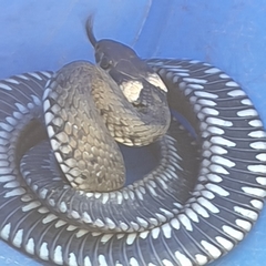 Natrix natrix natrix