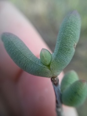 Leipoldtia schultzei