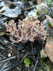 Ramaria versatilis