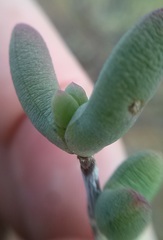 Leipoldtia schultzei