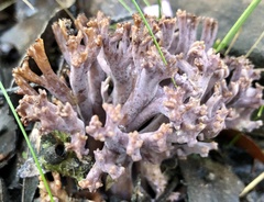 Ramaria versatilis