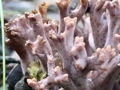 Ramaria versatilis