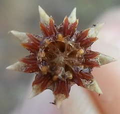 Leipoldtia schultzei
