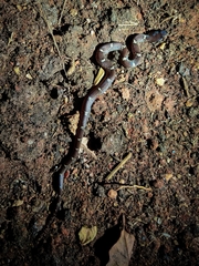 Lycodon anamallensis