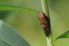 Aphrophora major