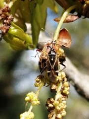 Harpocera thoracica