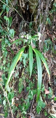 Iris formosana