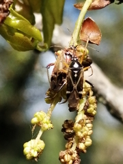 Harpocera thoracica