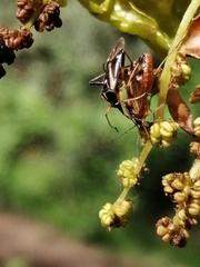 Harpocera thoracica