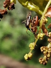 Harpocera thoracica