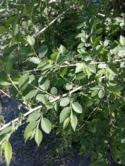 Ulmus pumila