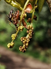 Harpocera thoracica