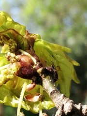 Harpocera thoracica