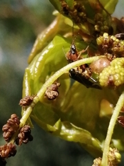 Harpocera thoracica