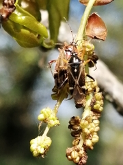 Harpocera thoracica