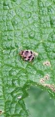 Epilachna maculicollis