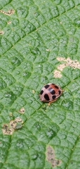 Epilachna maculicollis