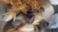 Scymnus bivulnerus