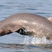 Irrawaddy Dolphin - Photo (c) WoRMS for SMEBD, some rights reserved (CC BY-NC-SA)