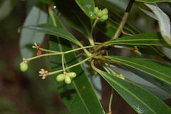 Drimys granadensis