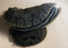 Paromoionchis daemelii