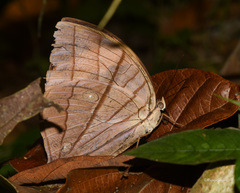 Amathuxidia amythaon