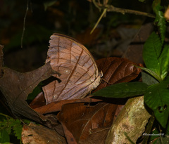 Amathuxidia amythaon