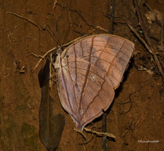 Amathuxidia amythaon