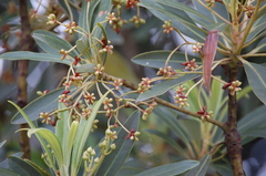 Drimys granadensis