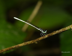 Agriocnemis lacteola