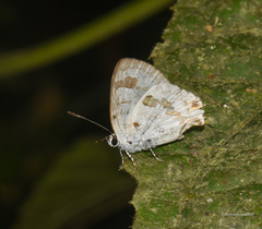 Hypolycaena othona